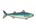 Mackerel