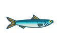 Sardine