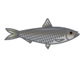 Sardinella