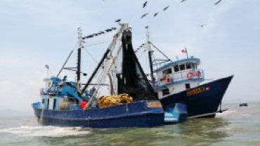 Panama small pelagics fishery