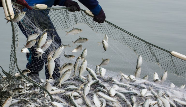 Fisheries Verification 