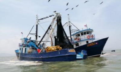 Panama small pelagics fishery